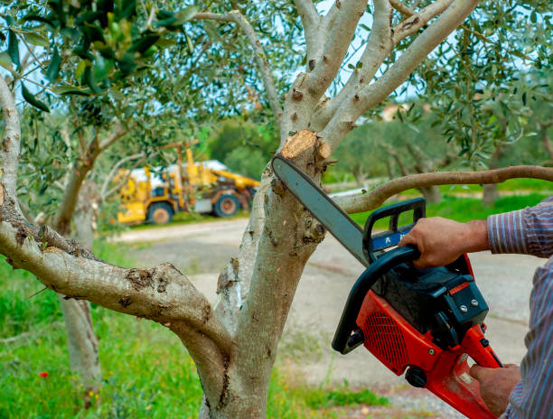 Trusted Blacksburg, VA Tree Service Experts